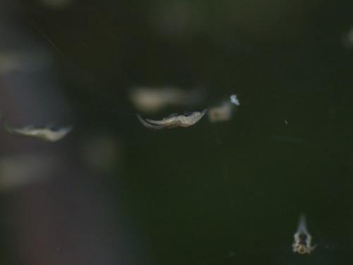 Uloborus walckenaerius